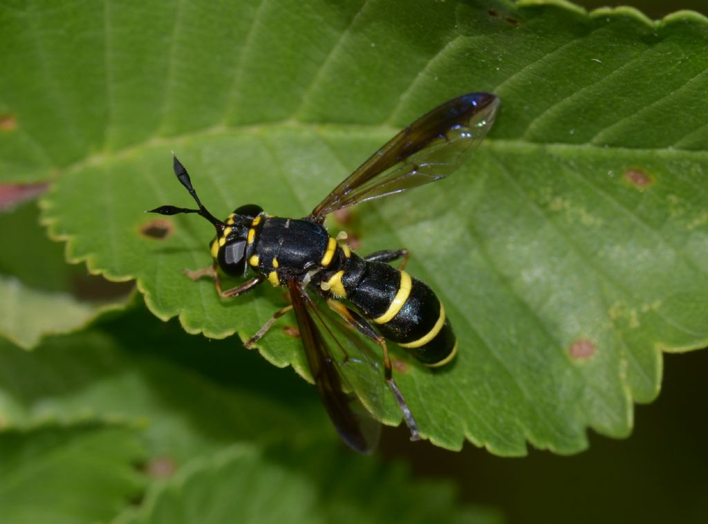 Syrphidae: Ceriana conopsoides, femmina